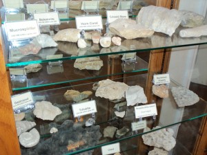 niagara cave fossils 004