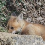 Baby red fox. 