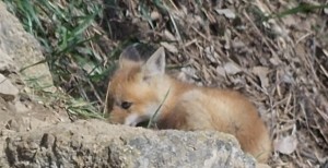 Baby red fox. Did you notice the one off to the right in the den picture?