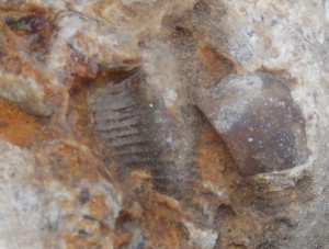 A trilobite pygidium with perhaps a cephalon and another pygidium to the right.