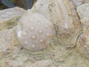 Prasopora Bryozoan