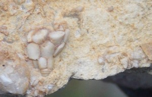 Crinoid Calyx (head)