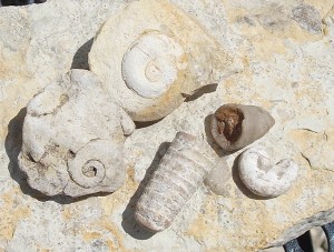 Liospira gastropods, horn coral and cephalopod end.