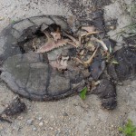 Crushed Snapping Turtle.