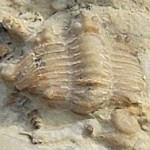 Celtencrinurus Trilobite- very rare!