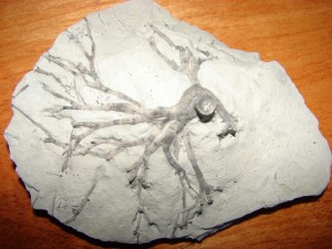 Example of a crinoid holdfast.