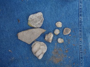 fossils from poolers