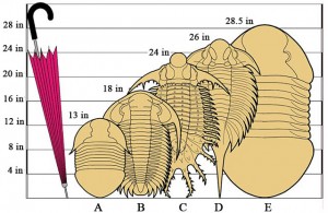 trilobite sizes