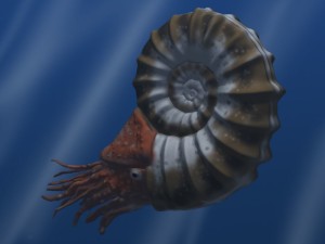 ammonite pic