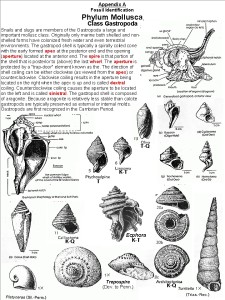 gastropod_01