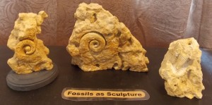 fossils as sculpture