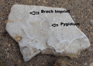 White rock trilo pygidium