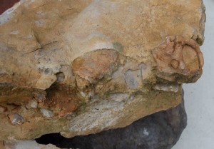 jr shale drusy rock cu fossils edge