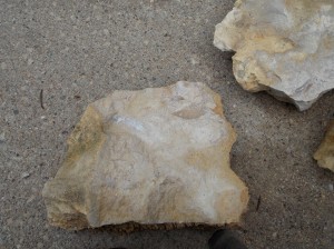 jr shale fossilized