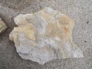 jr shale fossilized piece