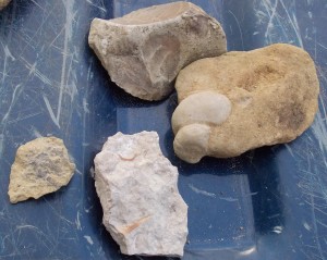 Assorted fossils