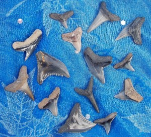 Calvert Cliffs Shark Teeth