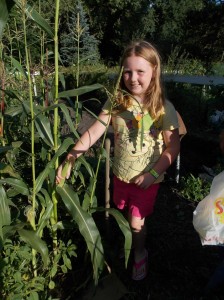 picking corn