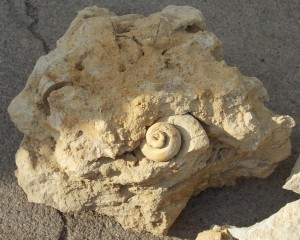 Very nice gastropod