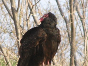 Penny's Turkey Vulture picture.