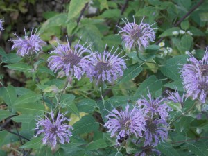 Native bee balm and Bumble Bees