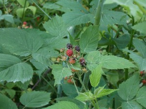 Native berry - Black Caps. Smaller than blackberries.
