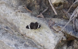 Moth: White-striped Black Trichodezia albovittata 