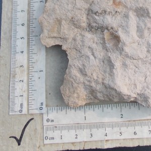 Crinoid stem in longitudinal section for scale.