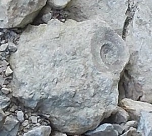 Trace fossil.