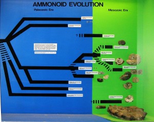 Ammonoid Evolution