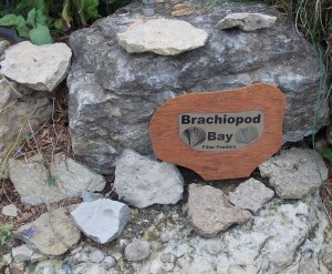 Brachiopod Bay - Ordovician Brachiopods.