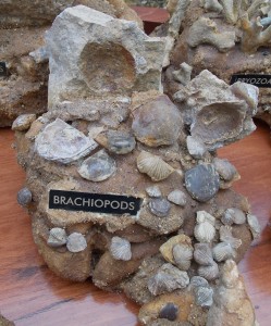 Brachiopods various Genus and Species Ordovician collected in Rochester, Minnesota.