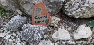 Coral Reef - Ordovician corals.