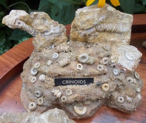 Ordovician Crinoids collected in Rochester, Minnesota.