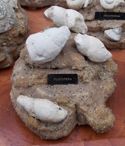 Fusispera sp. Ordovician Gastropods collected in Rochester, Minnesota.