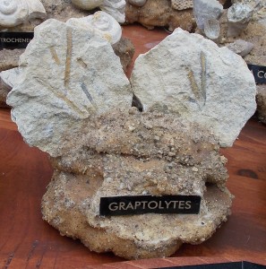 Ordovician Graptolytes species collected in Rochester, Minnesota.
