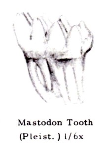 Mastodon Tooth 