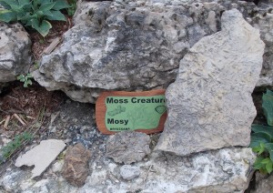 Moss Creature Mosy - Ordovician Bryozoans.