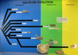 Nautiloid Evolution