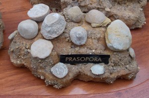 Ordovician Prasopora Bryozoans collected in Rochester, Minnesota.
