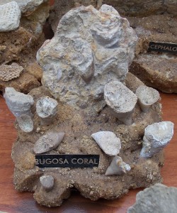 Ordovician Rugosa sp. Coral collected in Rochester, Minnesota.