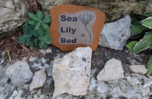 Sea Lily Bed - Ordovician Crinoids.