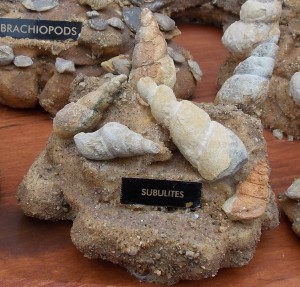 Ordovician Subulites sp. collected in Rochester, Minnesota.