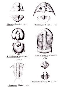 Trilobites 2