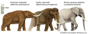 all three elephants