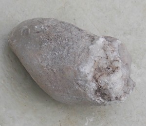 Fusispera sp. Ordovician gastropod fossil infilled with quartz.
