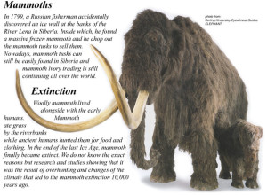 mammoth-photo-2