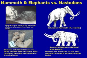 mammoth vs mastodon