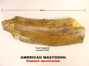 mastodon tusk fragment