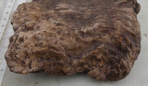 Stromatoporoid